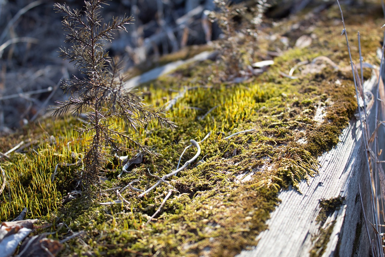 The Web of Life: Understanding the Interconnectivity of Species